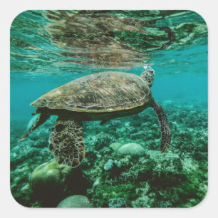 Sticker Carré Colonne de nage de la tortue de mer bleue