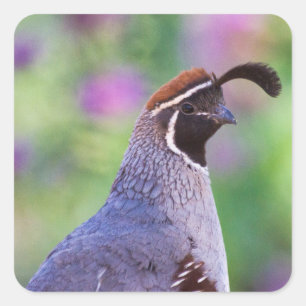 Sticker Carré Colorful quail