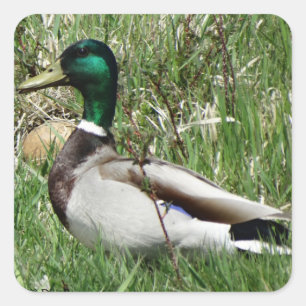 Sticker Carré Colvert mâle B55 dans l'herbe