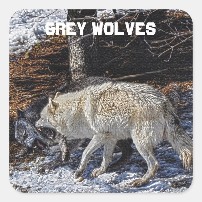 Sticker Carré Combattre les loups gris (Devant)