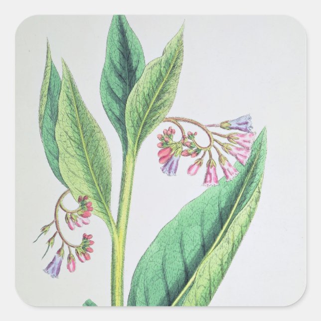Sticker Carré Comfrey commun, plaque MCXVI, c.1800 (Devant)