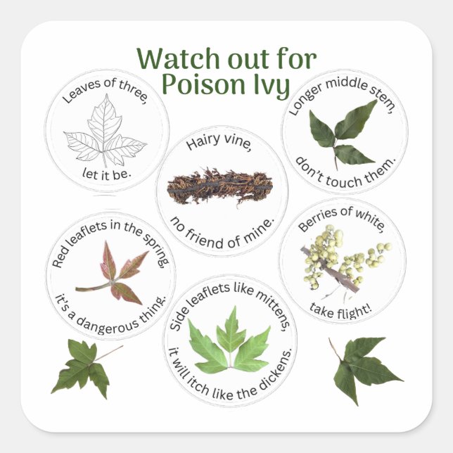 Sticker Carré Comment identifier l'ivoire de poison (Devant)