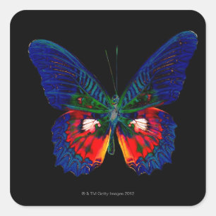 Sticker Carré Conception colorée de papillon contre le contexte