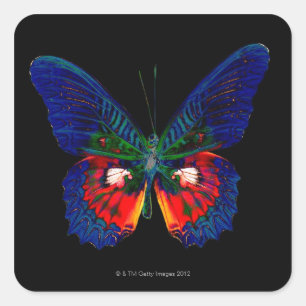 Sticker Carré Conception colorée de papillon contre le contexte