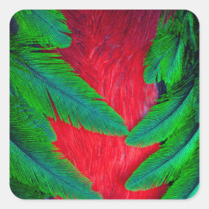 Sticker Carré Conception de plume de Quetzal resplendissant