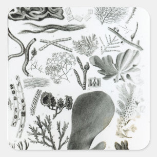 Sticker Carré Conferra Fucus