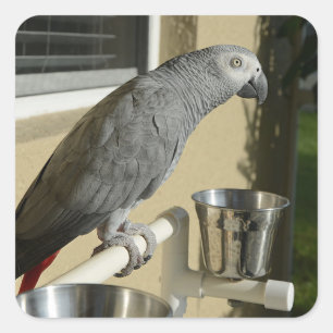 Sticker Carré Congo : Le perroquet gris africain sur pied