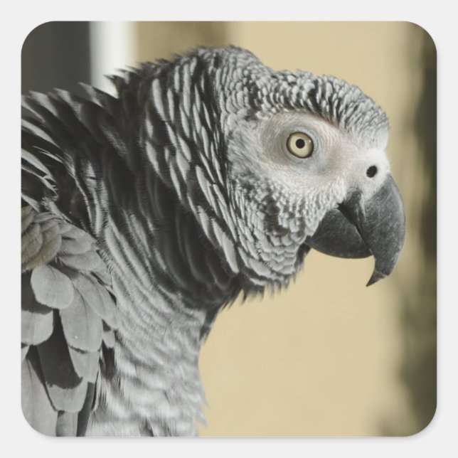 Sticker Carré Congo Perroquet gris avec plumes rouillées (Devant)
