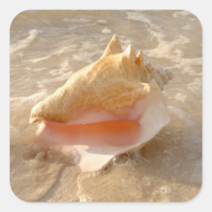 Sticker Carré Conque Shell en sable sur la plage tropicale