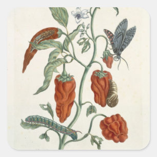 Sticker Carré Consoude, "d'un de fines herbes curieux", 1782