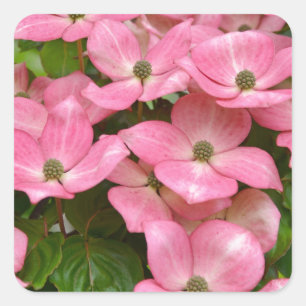 Sticker Carré Copie rose de fleurs de cornouiller de kousa