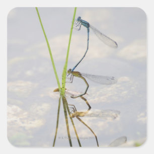 Sticker Carré Copulation de Damselflies