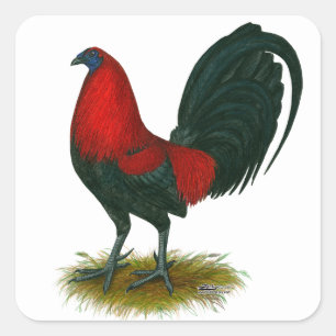Sticker Carré Coq de combat américain : Brun Rouge