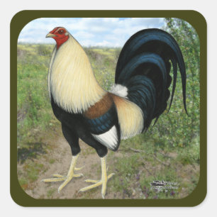 Sticker Carré Coq de combat de route de campagne