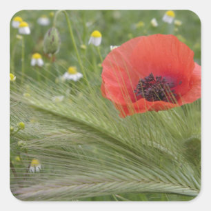 Sticker Carré Coquelicot, Toscane, Italie