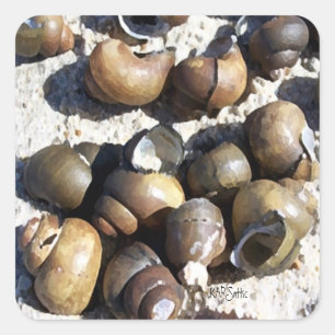 Sticker Carré Coques d'escargot d'eau douce