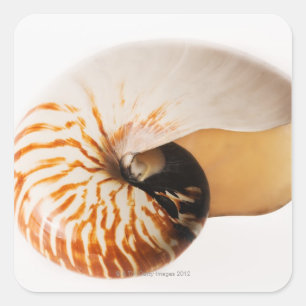 Sticker Carré Coquillage de Nautilus (stenomphalus de Nautilus)