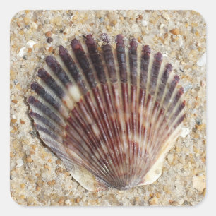 Sticker Carré Coquillage Sur Sable