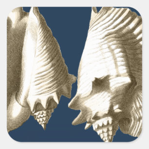 Sticker Carré Coquillages Sepia Conch