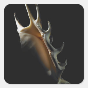 Sticker Carré Coquille de cône