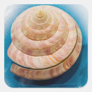 Sticker Carré Coquille spirale