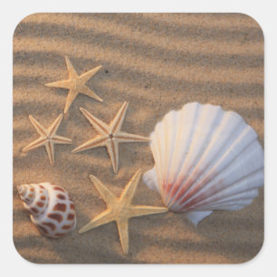 Sticker Carré Coquilles et étoiles de mer de mer