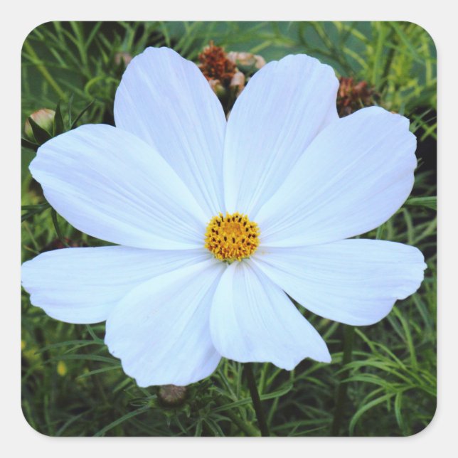 Sticker Carré Cosmos blancs (Devant)