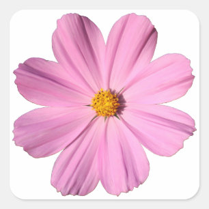 Sticker Carré Cosmos roses