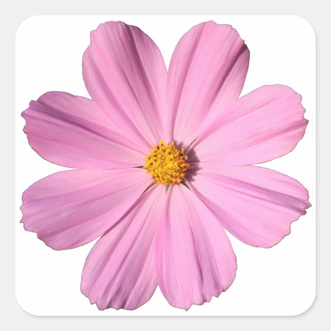 Sticker Carré Cosmos roses (Devant)