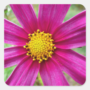 Sticker Carré Cosmos sauvage pourpre