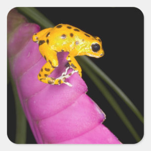 Sticker Carré Costa Rica. Gros plan sur une grenouille dart