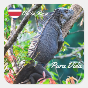 Sticker Carré Costa Rica, Muelle - Lazy Iguana reposant dans un
