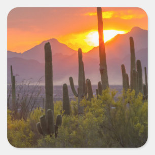 Sticker Carré Coucher de soleil de cactus du désert, Arizona