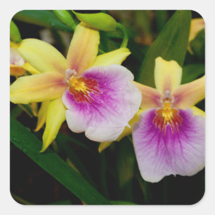 Sticker Carré Coucher de soleil de Miltonia