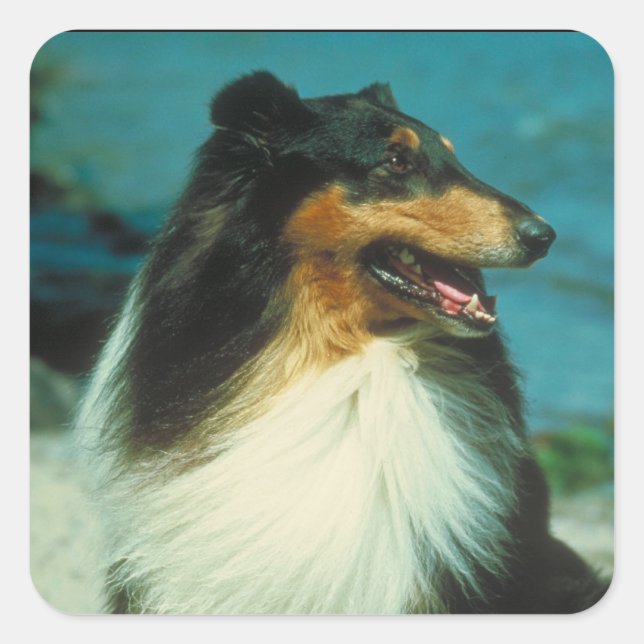 Sticker Carré Couleur Tri-Collie Tige (Devant)
