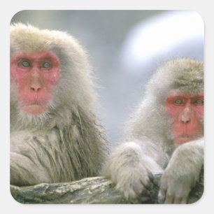 Sticker Carré Couple de singes des neiges, Macaque japonais,