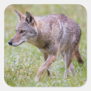 Sticker Carré Coyote dans un champ, Cades Cove