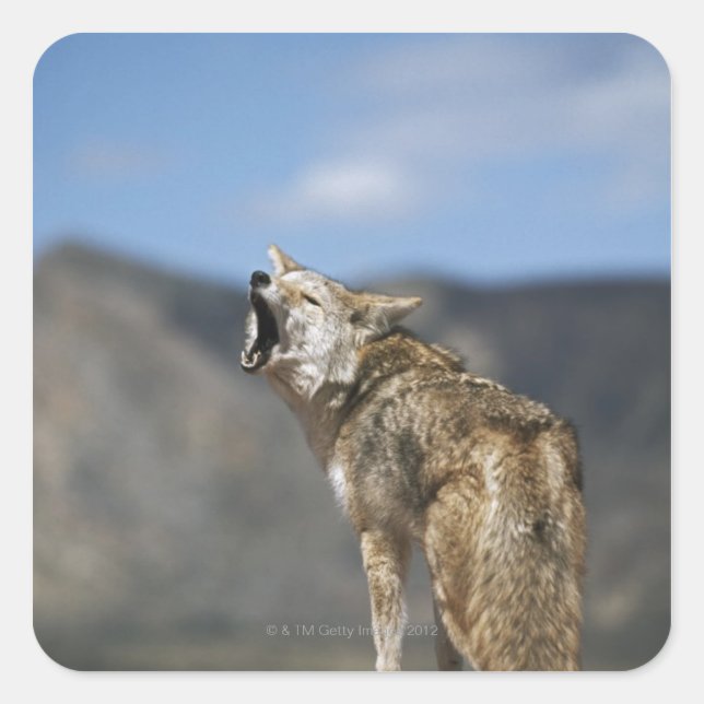 Sticker Carré Coyote Howling De High Point (Devant)