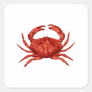 Sticker Carré Crabe de Rocher Rouge (Pacifique)