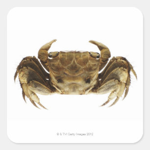 Sticker Carré Crabe sur l'arrière - plan blanc