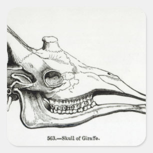Sticker Carré Crâne d'une girafe