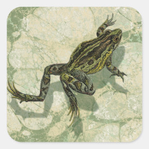 Sticker Carré Crapaud Swinning dans l'eau