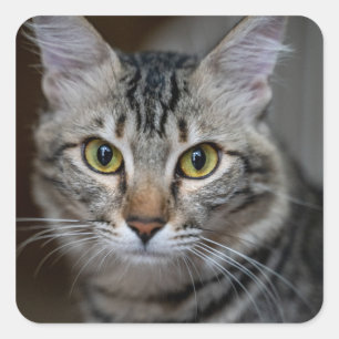 Sticker Carré Créez Votre Propre Photo de Chat Personnalisée