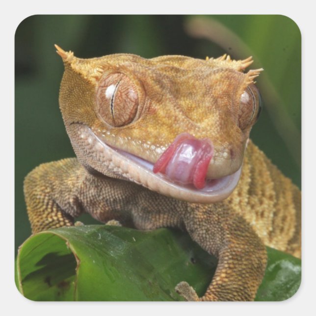 Sticker Carré Crested Gecko (Devant)