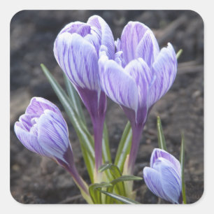STICKER CARRÉ CROCUS DE POURPRE DE RESSORT