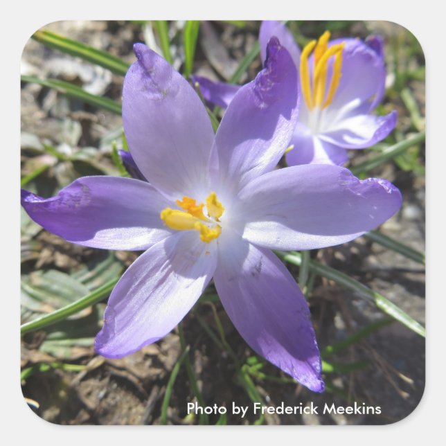 Sticker Carré Crocus simple (Devant)