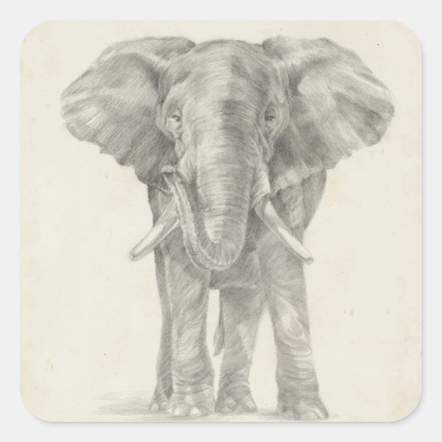Sticker Carré Croquis éléphant (Devant)