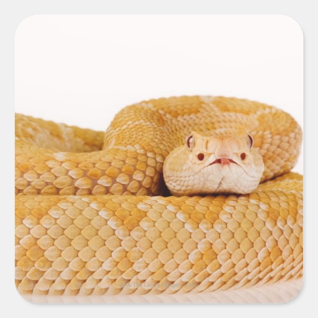 Sticker Carré Crotlesnake de l'Ouest de l'Albino (Crotalus A (Devant)