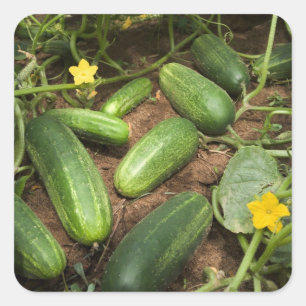 Sticker Carré Cucumbers