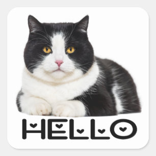 Sticker Carré Cuisine Kitty Black White Kitten Bonjour Chat